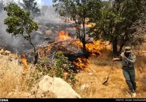 فعالان محیط زیست برای نجات جنگل‌های بلوط زاگرس به میدان آمده‌اند
